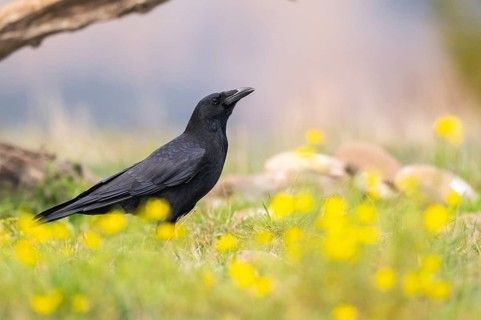 Common raven (Corvus corax) on a flowering meadow in autumn, Pyrenees, Catalonia, Spain