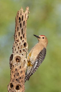 Gila Woodpecker (Melanerpes uropygialis) male, Arizona, USA