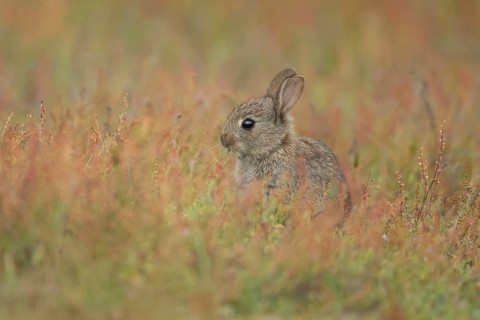 Rabbit (Oryctolagus cuniculus) juvenile baby bunny animal feeding amongst flowering Sorrel flowers