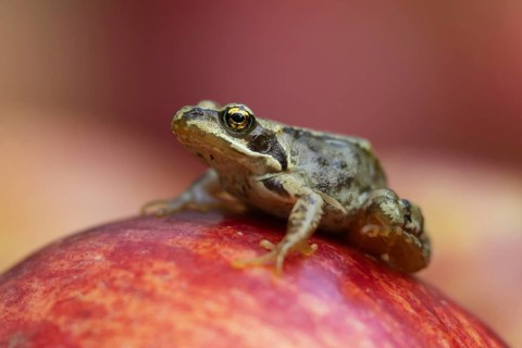 Common frog (Rana temporaria) adult amphibian on a fallen apple fruit in a garden in summer,