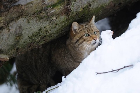 Wildcat hiding under a tree trunk in the snow, European wildcat (Felis silvestris), Germany