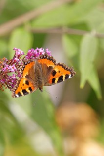 Small tortoiseshell (Aglais urticae), on summer lilac or butterfly-bush (Buddleja davidii), Wilden,