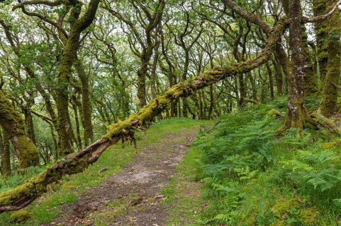 Temperate deciduous rainforest ecosystem, River Dart valley, Dartmoor national park, near Venford,
