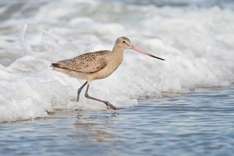 Marbled Godwit (Limosa fedoa) foraging at shoreline, California, USA