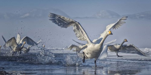 Whooper Swan (Cygnus cygnus) group taking flight, Hokkaido, Japan