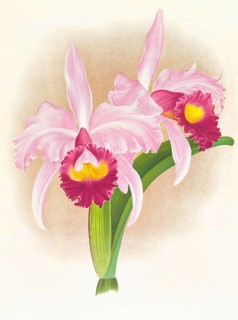 Orchid, Cattleya Trianae var purpurata, authentic reproduction of an illustration by Jean Jules