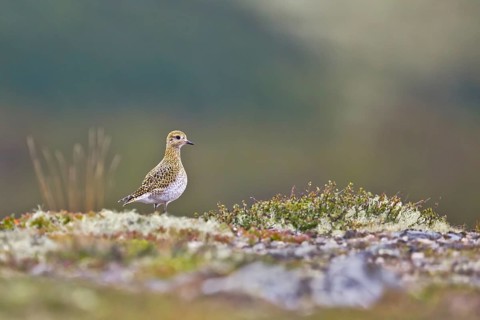 European Golden Plover (Pluvialis apricaria) juvenile, Dovrefjell, Norway