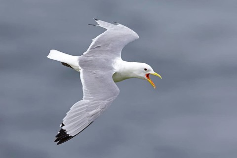 Dreizehenmöwe, Black-legged Kittiwake, Kittiwake, Rissa tridactyla, Mouette tridactyle, Gaviota