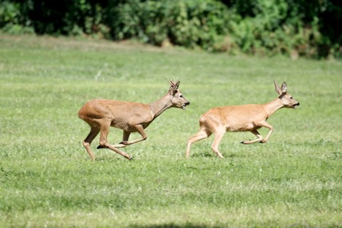 Roe deer (Capreolus capreolus), wild animal, rutting season, Germany, during the rutting season,