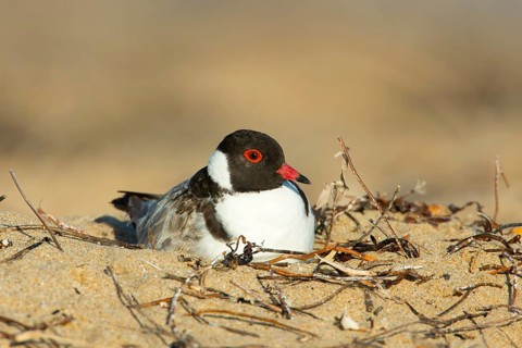 Hooded Dotterel (Thinornis cucullatus) incubating, Victoria, Australia