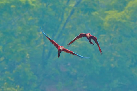 Two parrots flying gracefully through the air against a forest backdrop: a green-winged macaw, or