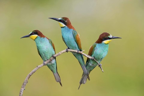 Bee-eater, (Merops apiaster), animals, birds, raptor family, three birds on perch, Muselievo,