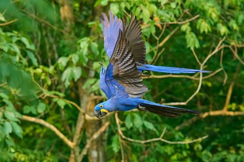 A hyacinth macaw flies energetically through a green, leafy landscape, Hyacinth Macaw