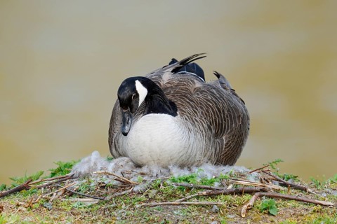 Canada goose (Branta canadensis) sitting brooding on the nest, North Rhine-Westphalia, Germany