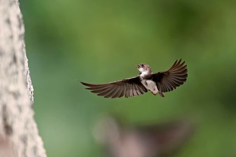 Sand martin (Riparia riparia), approaching the breeding tube with food in its beak, Reussegg nature