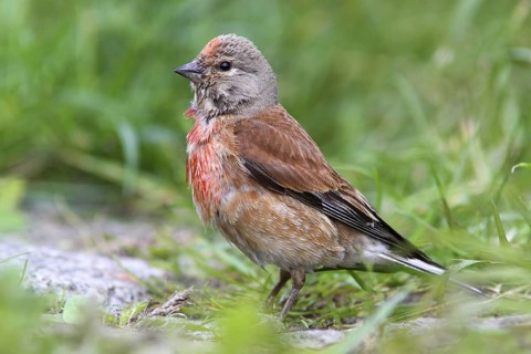 Common Linnet (Linaria cannabina) male, Mecklenburg-Western Pomerania, Germany