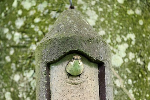 Pied Flycatcher (Ficedula hypoleuca), male looking out of the nesting box, Canton Zug, Switzerland