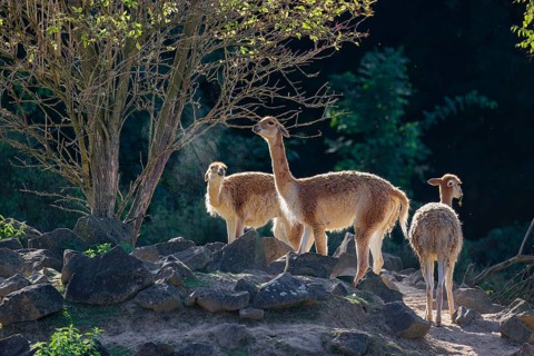 Three vicunas (Lama vicugna) stand on rocky terrain under a tree in a backlit scene. One is