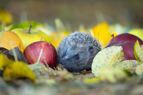 European hedgehog (Erinaceus europaeus) adult animal amongst fallen apples on a garden lawn in
