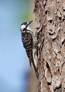 Red-cockaded Woodpecker (Leuconotopicus borealis), Florida, USA