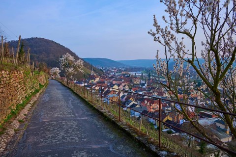 View of a town from a hill with blooming almond trees in the foreground, Klingenberg am Main,
