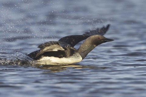 Pacific Loon (Gavia pacifica) mating, Manitoba, Canada