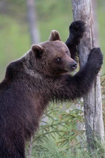 Brown bear (Ursus arctos) in the Finnish taiga, Kuusamo, Finland