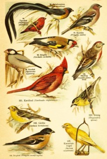 Long-tailed paradise whydah (Vidua paradisaea), Tiger Finch or red avadavat (Amandava amandava),