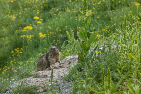 Marmot (Marmota marmota), Monte Baldo, Veneto, Italy