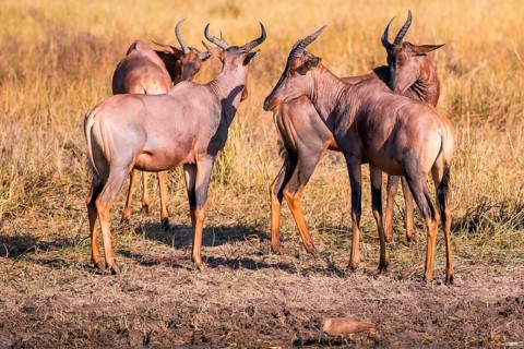 Africa, Botswana, antelope, lyrebird, Botswana