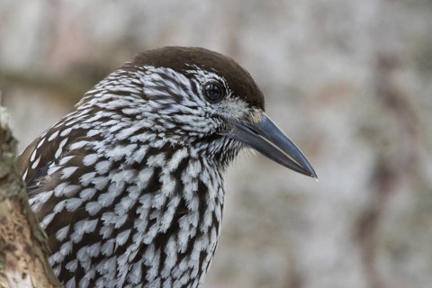 Spotted Nutcracker (Nucifraga caryocatactes), Grisons, Switzerland