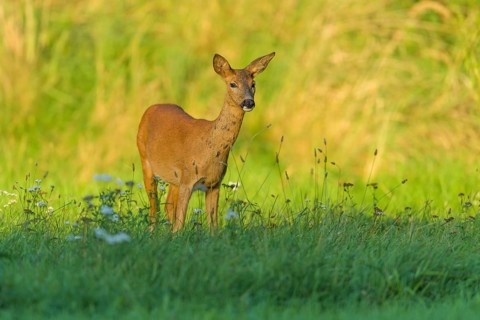 Roe Deer (Capreolus capreolus), female in meadow, Hesse, Germany