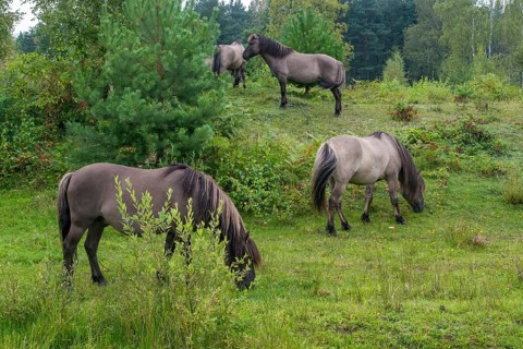 Equus Caballus sspec., horse, konic, odd-toed ungulates, perissodactyla, grazing, domesticated