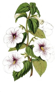 Achimenes Trevirania, Ambroise Verschaffelt, camellia, named after its discoverer Ambroise Colette