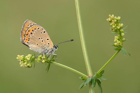 Rode vuurvlinder, Purple-edged Copper, Lycaena hippothoe