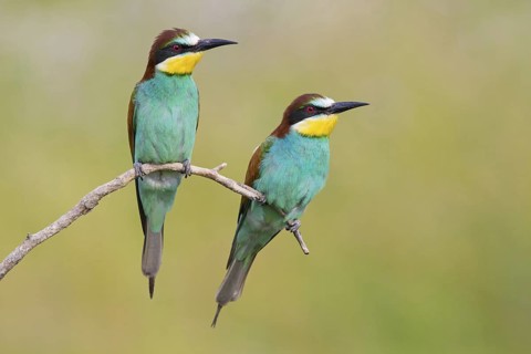 Bee-eater, (Merops apiaster), animals, birds, raptor family, perch, pair, two, Muselievo,