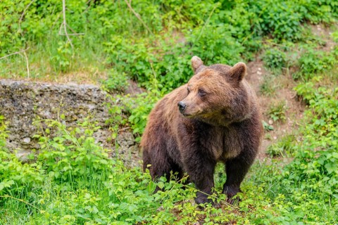 A female brown bear (Ursus arctos arctos) is walking through dense vegetation in hilly terrain,