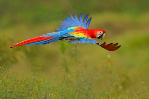 Macaw parrot flying in dark green vegetation with beautiful back light and rain. Scarlet Macaw, Ara