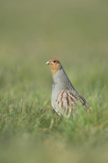 Grey Partridge (Perdix perdix) perched in field, North Rhine-Westphalia, Germany
