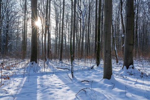 Deciduous forest in winter, snow, sun star, Hainich National Park, Thuringia, Germany