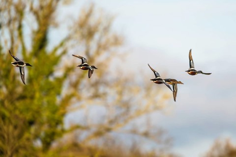 Northern Shoveler, Spatula clypeata, birds in flight over marshes