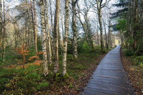 Boardwalk through bog birch forest (Betula pubescens), Schwarzes Moor, near Fladungen, Bavarian