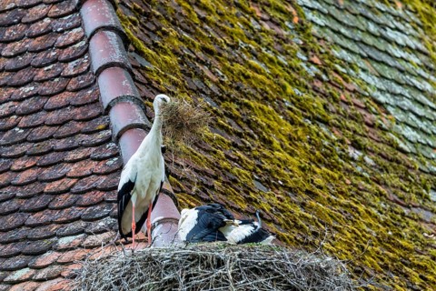 White stork (Ciconia ciconia) with nesting material on its nest, Affenberg Salem, Lake Constance