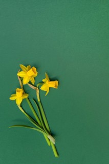 Wild daffodils on a green background