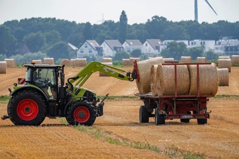 Straw harvest, after grain harvesting, the straw, previously mowed, dried and laid in rows,