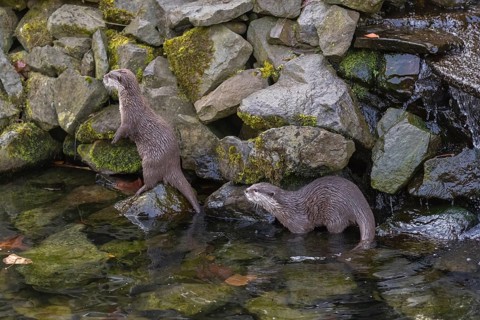 One oriental small-clawed otter or Asian small-clawed otter (Aonyx cinerea), balancing standing