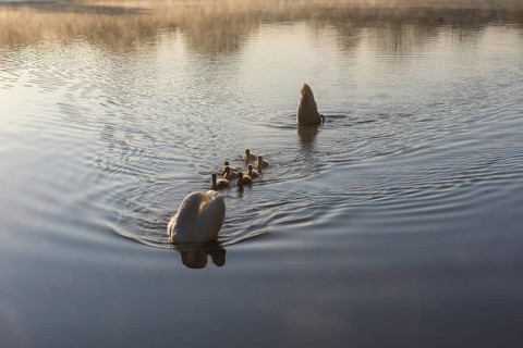 Mute swans (Cygnus olor) with 7 chicks, Horkaer pond, Bischofswerda, Saxony, Germany