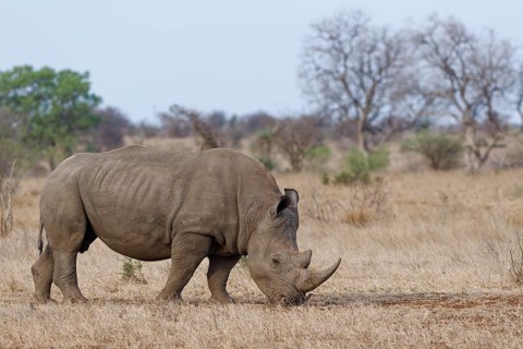 Southern white rhinoceros (Ceratotherium simum simum) with birds, adult male feeding on dry grass,