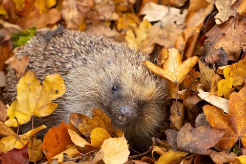 European hedgehog (Erinaceus europaeus) adult animal amongst fallen autumn leaves, England, United