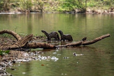 A pair of nutrias interact on a fallen log over a tranquil river in the lush surroundings of Khao